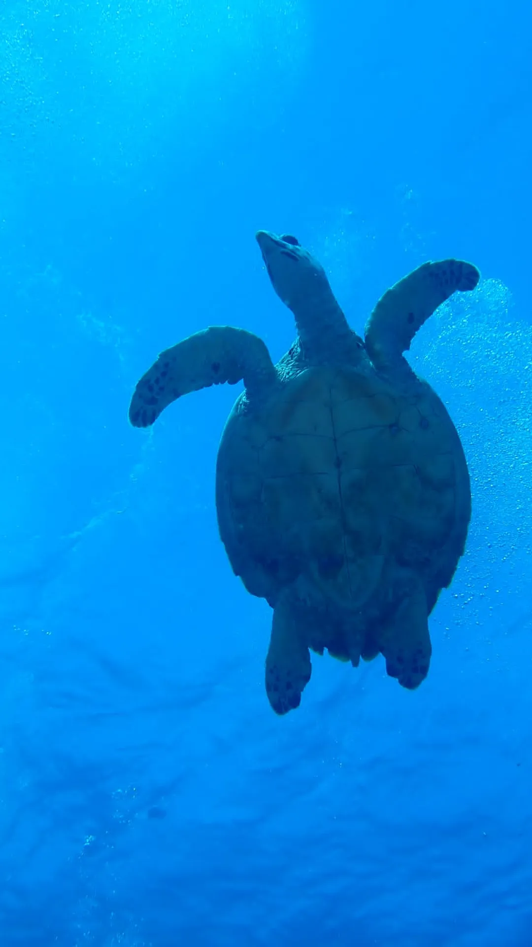 @dahabturtle