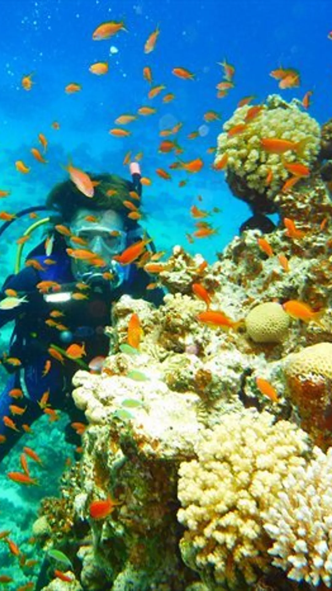 @dahabcorals