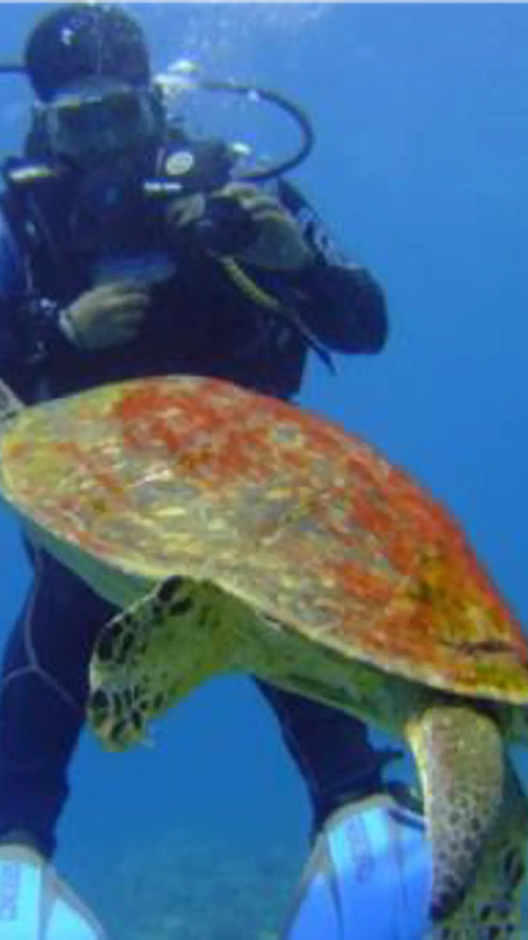 @turtledahab